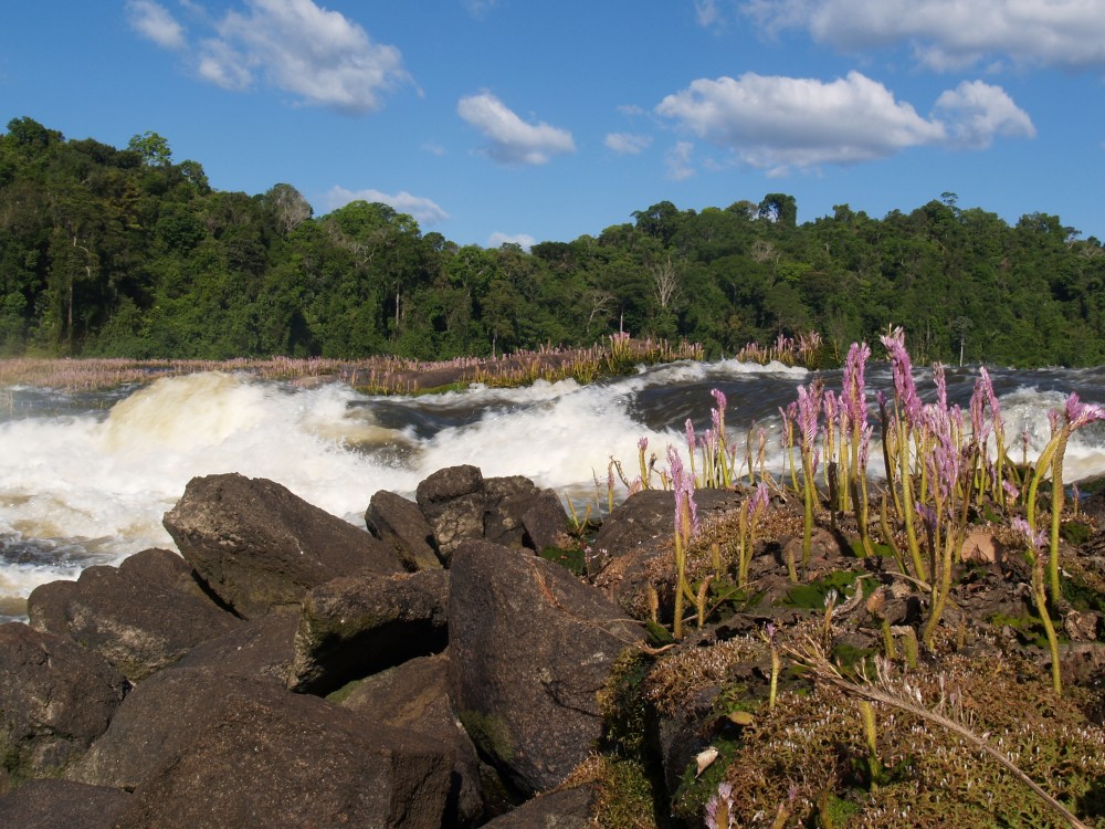 suriname jungle tour